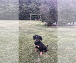 Small #1 Mutt