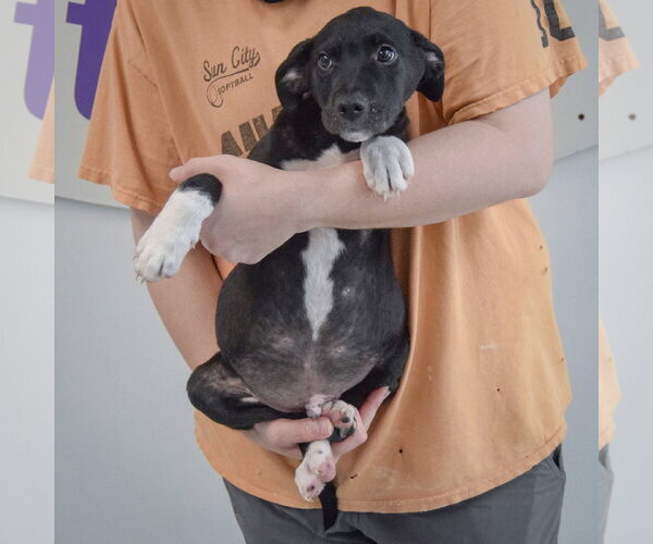 Medium Photo #4 Border Collie-Unknown Mix Puppy For Sale in Huntley, IL, USA