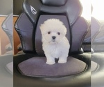 Puppy Betty Maltese