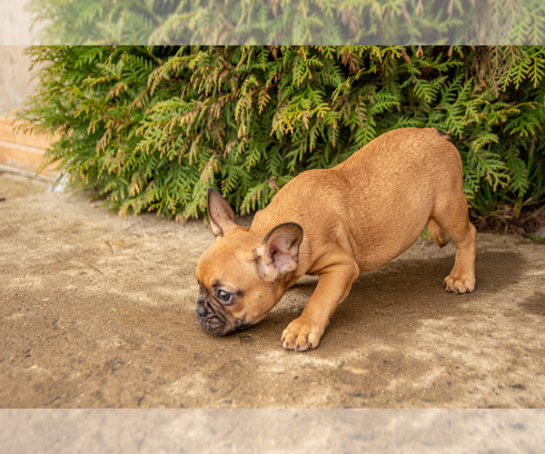 Medium Photo #2 French Bulldog Puppy For Sale in DES PLAINES, IL, USA