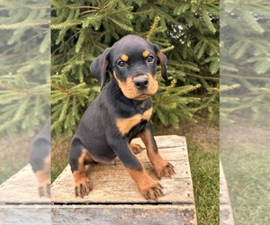Rottweiler Puppy for sale in MIDDLEBURY, IN, USA