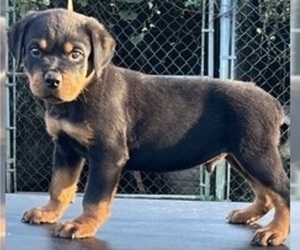 Rottweiler Puppy for Sale in NEWNAN, Georgia USA