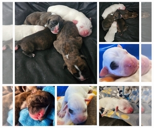 Boxer Puppy for sale in BRIGHTON, CO, USA