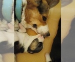 Small Photo #8 Pembroke Welsh Corgi Puppy For Sale in GALLEGOS, NM, USA