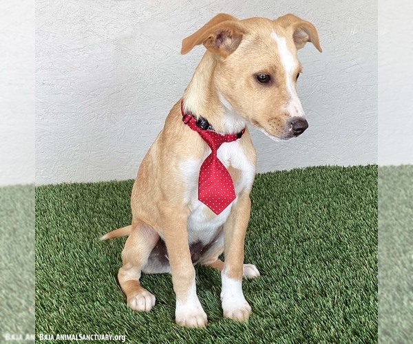 Medium Photo #4 Boxador Puppy For Sale in San Diego, CA, USA