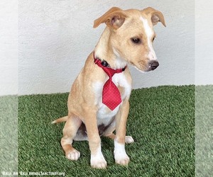 Dan - Male Boxador Dog for Adoption - Photo #4