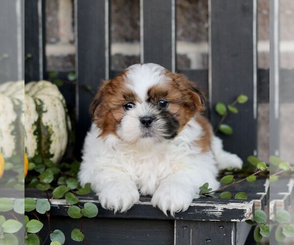 Medium Photo #1 Shih Tzu Puppy For Sale in GORDONVILLE, PA, USA