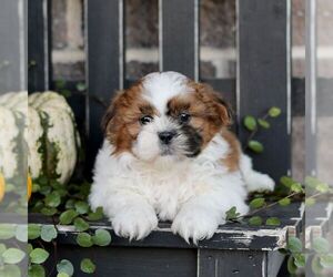 Shih Tzu Puppy for sale in GORDONVILLE, PA, USA