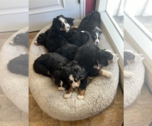 Bernese Mountain Dog Puppy for sale in MENDON, UT, USA