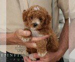Small #2 Goldendoodle (Miniature)