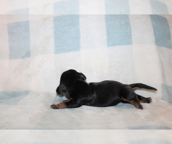 Medium Photo #2 Dachshund Puppy For Sale in BLMGTN, IN, USA