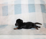 Small #1 Dachshund