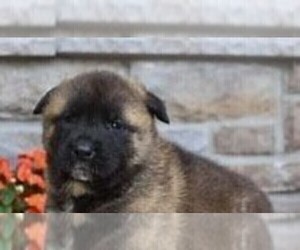 Akita Puppy for sale in JACKSON, MI, USA