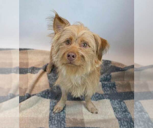 Medium Photo #6 Mutt Puppy For Sale in Kennesaw, GA, USA