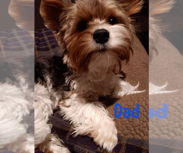 Medium Photo #14 Biewer Yorkie Puppy For Sale in GRANBURY, TX, USA