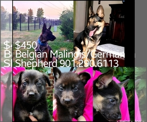 Malinois Puppy for sale in MEMPHIS, TN, USA