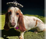 Small #3 Basset Hound