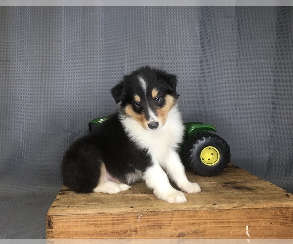 Medium Photo #3 Collie Puppy For Sale in FREDERICKSBURG, OH, USA
