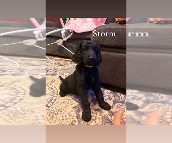 Medium Photo #10 Goldendoodle Puppy For Sale in DENVER, NC, USA