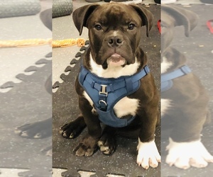 American Bulldog-American Bully Mix Puppy for sale in WEST SACRAMENTO, CA, USA
