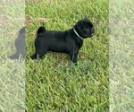Puppy Gordeaux Pug