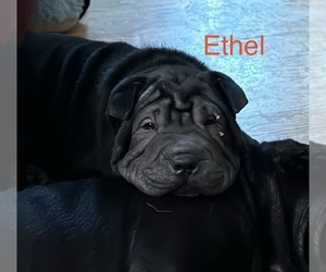 Chinese Shar-Pei Puppy for Sale in EAU CLAIRE, Wisconsin USA