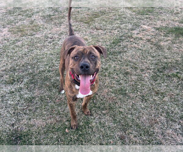 Medium Photo #7 American Pit Bull Terrier-American Staffordshire Terrier Mix Puppy For Sale in Wenonah, NJ, USA