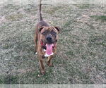 Small #6 American Pit Bull Terrier-American Staffordshire Terrier Mix