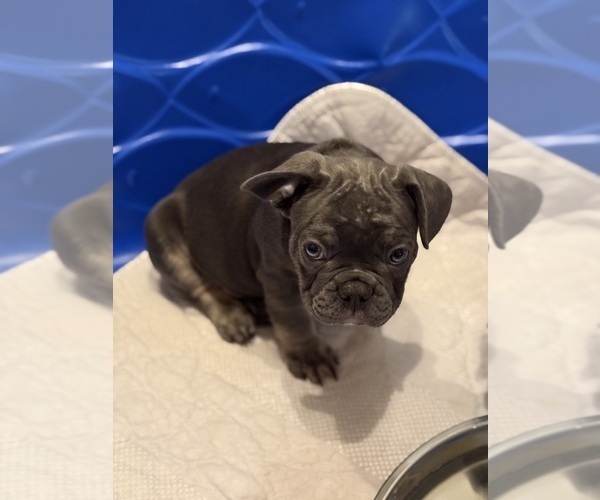 Medium Photo #6 French Bulldog Puppy For Sale in OLYMPIA, WA, USA
