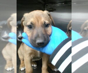 German Shepherd Dog-Unknown Mix Dogs for adoption in Oklahoma City, OK, USA