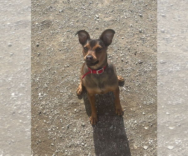 Medium Photo #4 Rat Terrier Puppy For Sale in Evansville, IN, USA