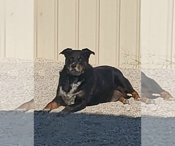 Medium Photo #1 Australian Shepherd-Rottweiler Mix Puppy For Sale in Stover, MO, USA