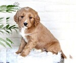 Small Photo #3 Goldendoodle (Miniature) Puppy For Sale in LITITZ, PA, USA