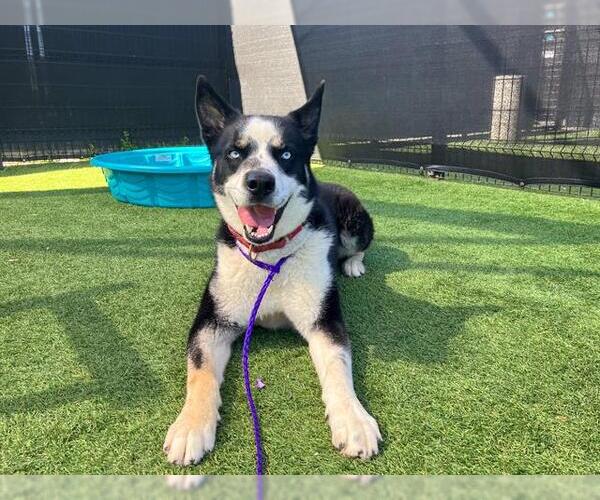 Medium Photo #1 Siberian Husky-Unknown Mix Puppy For Sale in Orange, CA, USA