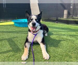 Siberian Husky-Unknown Mix Dogs for adoption in Orange, CA, USA