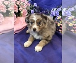 Image preview for Ad Listing. Nickname: Red Merle 6
