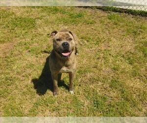 American Pit Bull Terrier-Unknown Mix Dogs for adoption in Grovetown, GA, USA
