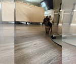 Small Yorkshire Terrier