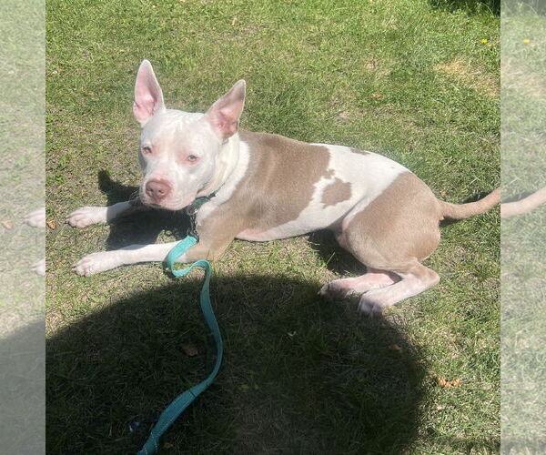 Medium Photo #4 Mutt Puppy For Sale in Fargo, ND, USA