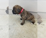 Small Photo #24 Boxer Puppy For Sale in LUCERNE VALLEY, CA, USA