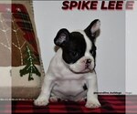 Small Photo #10 French Bulldog Puppy For Sale in GRAHAM, WA, USA