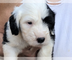 Old English Sheepdog Puppy for sale in COTTAGE GROVE, OR, USA