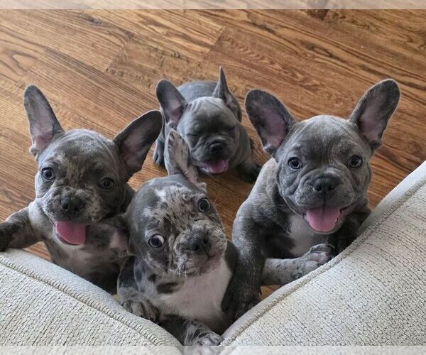 Medium Photo #1 French Bulldog Puppy For Sale in BROKEN ARROW, OK, USA
