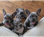 Small French Bulldog