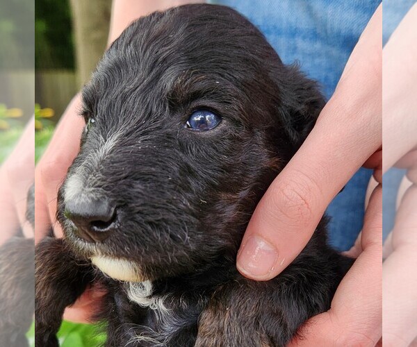 Medium Photo #1 F2 Aussiedoodle Puppy For Sale in COLUMBIA, TN, USA