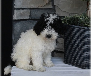Poodle (Miniature) Puppy for sale in FREDERICKSBURG, OH, USA