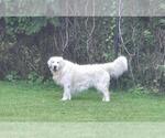 Small #1 English Cream Golden Retriever