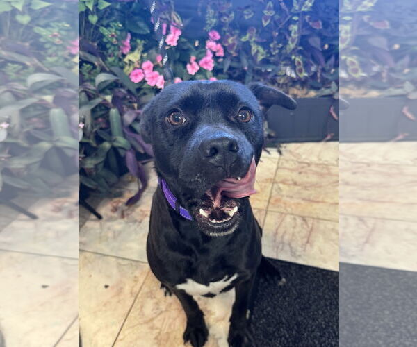 Medium Photo #2 Labrador Retriever Puppy For Sale in Leavenworth, KS, USA