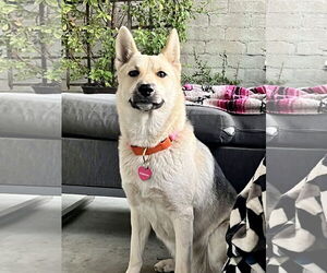 Sunny - Female Siberian Husky-Unknown Mix Dog for Adoption - Photo #8