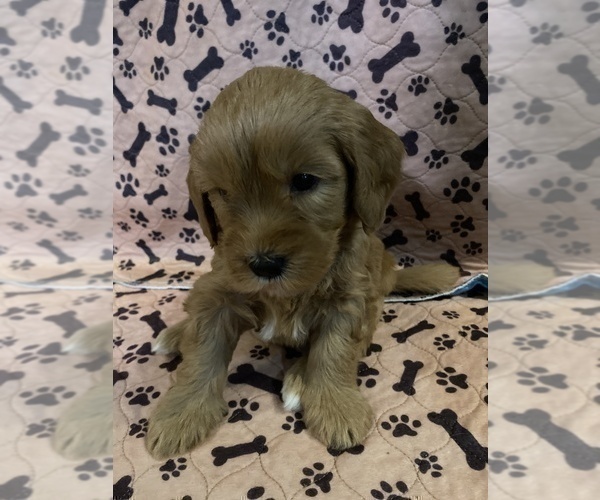 Medium Photo #6 Goldendoodle Puppy For Sale in FRESNO, CA, USA